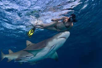 konservasi hiu dan berenang bersama