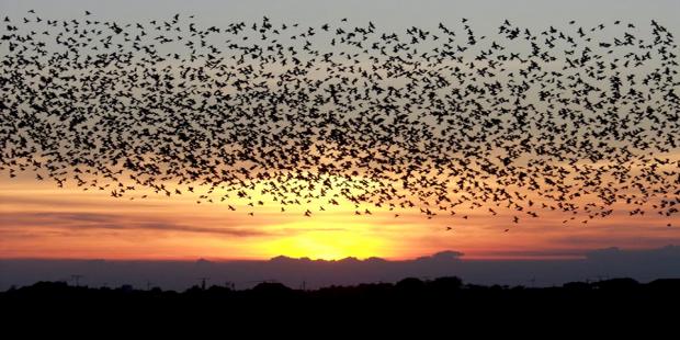 burung ternyata hewan yang survive sejak kecil