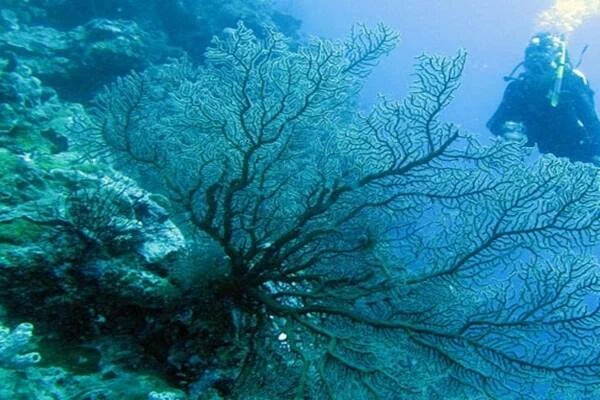 Walhi : Terumbu karang rusak parah