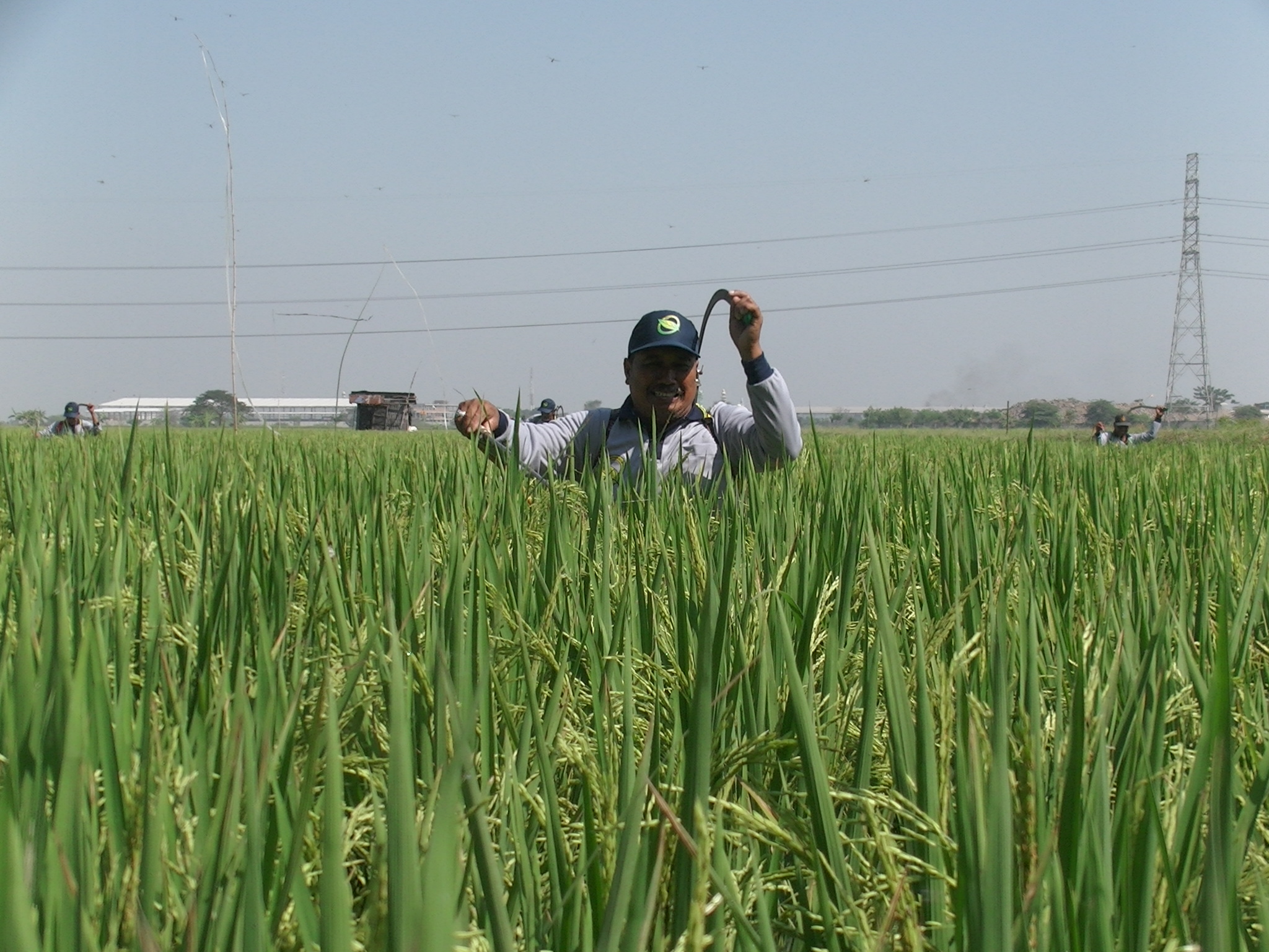 Bangun ratusan jaringan irigasi persawahan