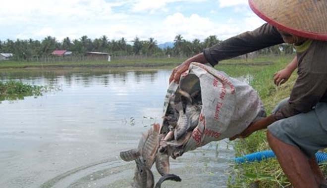 Dinas Kelautan dan Perikanan Kab. Sidoarjo Dorong Petambak Tambahkan Pakan Berenzim Untuk Tingkatkan Hasil Panen