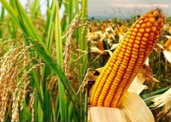 Soal Benih Padi-Jagung Gratis 2 Juta Ha, Kemendagri Minta Solusi Konkret Kementan