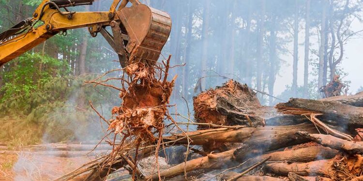 Kemhut Sita Kembali 1.875 Hektare Hutan Ilegal di Bengkulu