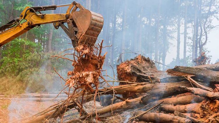 Kemhut Sita Kembali 1.875 Hektare Hutan Ilegal di Bengkulu