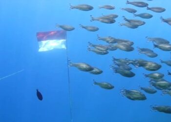 Aksi 50 Penyelam Kibarkan Merah Putih di Bawah Laut Wakatobi saat HUT Ke-81 RI