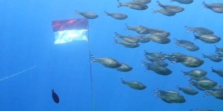 Aksi 50 Penyelam Kibarkan Merah Putih di Bawah Laut Wakatobi saat HUT Ke-81 RI
