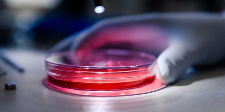 BPOM Peringatkan Klinik Ilegal Stem Cell: Ancaman 12 Tahun Penjara!