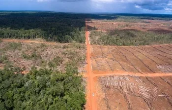 Dino Patti Djalal Ingatkan Deforestasi Papua Ancam Target Emisi dan Stabilitas Global