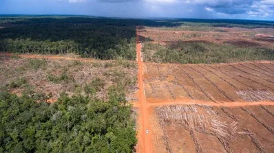 Dino Patti Djalal Ingatkan Deforestasi Papua Ancam Target Emisi dan Stabilitas Global
